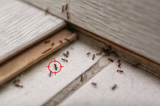 Best Cockroach Control Services  in Greenup, IL