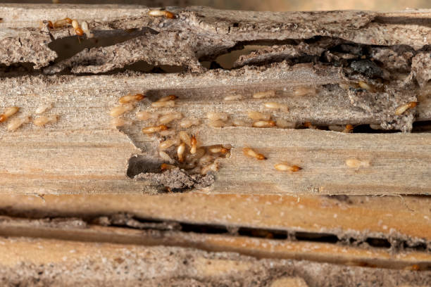 Best Mosquito Control Services  in Greenup, IL